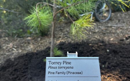 Plant tribute tag for Baker Family Torrey Pine