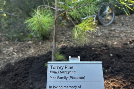 Plant tribute tag for Baker Family Torrey Pine