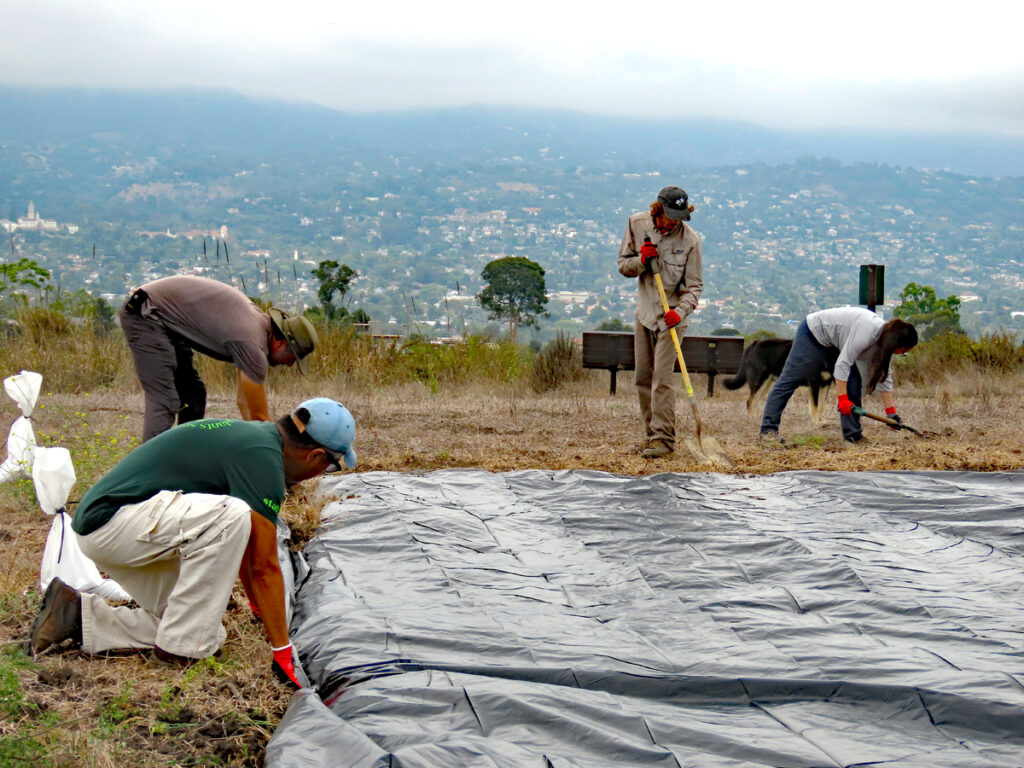 Four people working on top of hill laying down tarp on the ground to kill weeds.