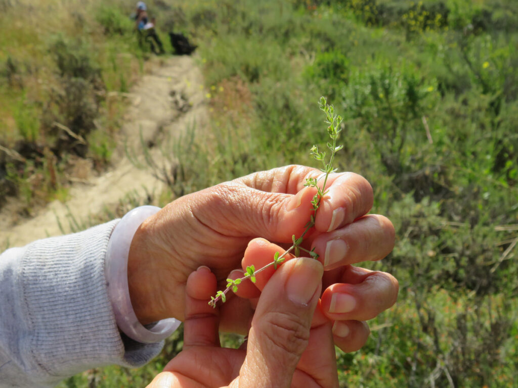 Close up of hands holding a piece of galium with trail in the background