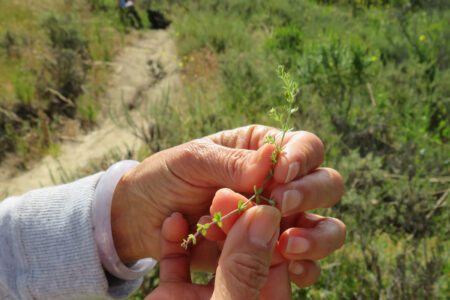 Close up of hands holding a piece of galium with trail in the background