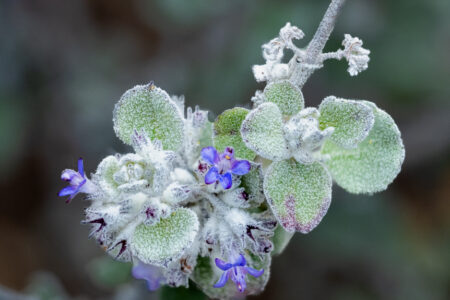 Silver Lining desert lavender (Condea emoryi ‘Silver Lining’)