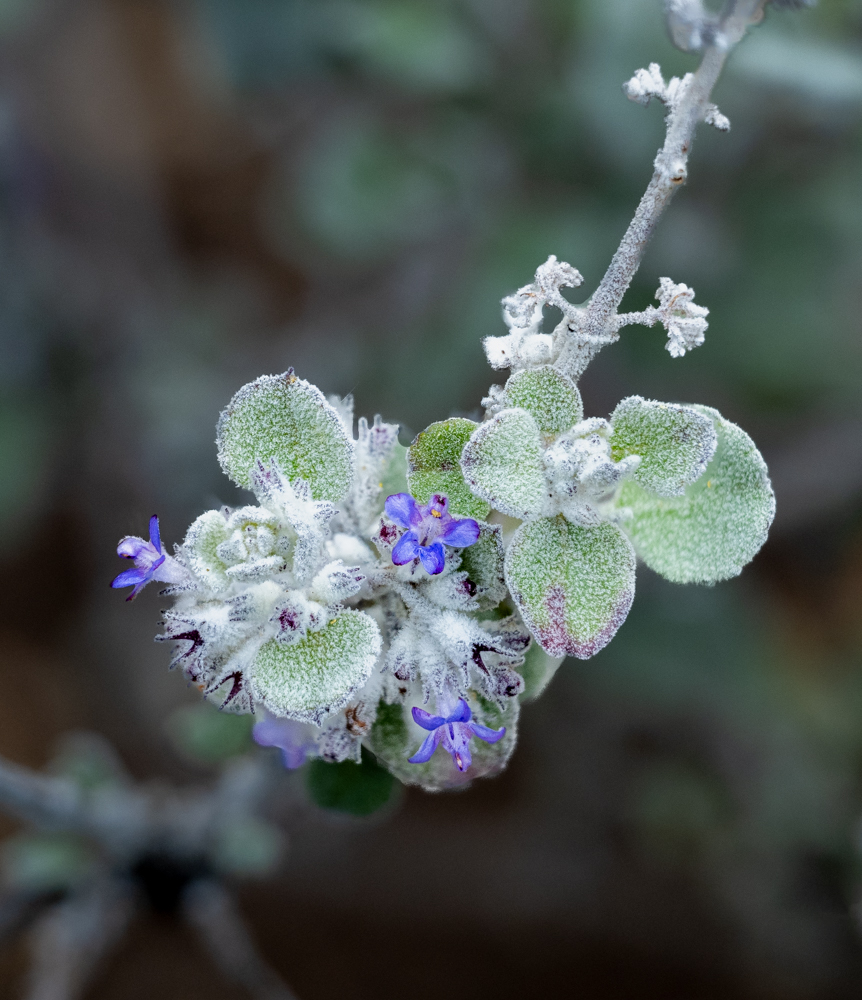 Silver Lining desert lavender (Condea emoryi ‘Silver Lining’)