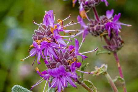 Amethyst Bluff purple sage (Salvia leucophylla ‘Amethyst Bluff’)