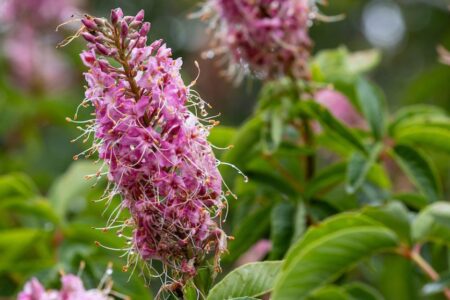 Canyon Pink California buckeye (Aesculus californica ‘Canyon Pink’)