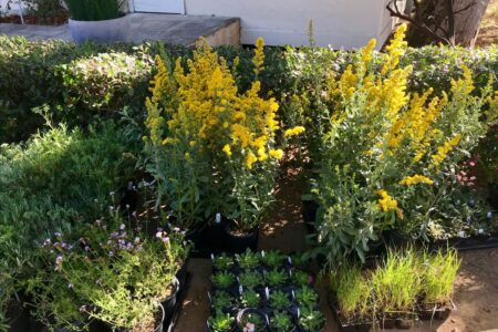 Image of assorted California native plants in pots at Garden nursery