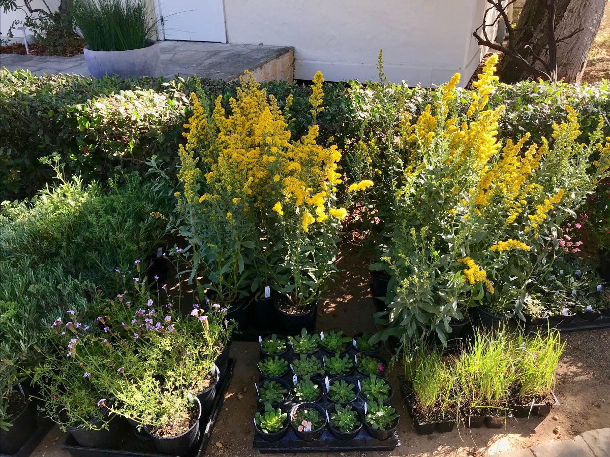 Image of assorted California native plants in pots at Garden nursery