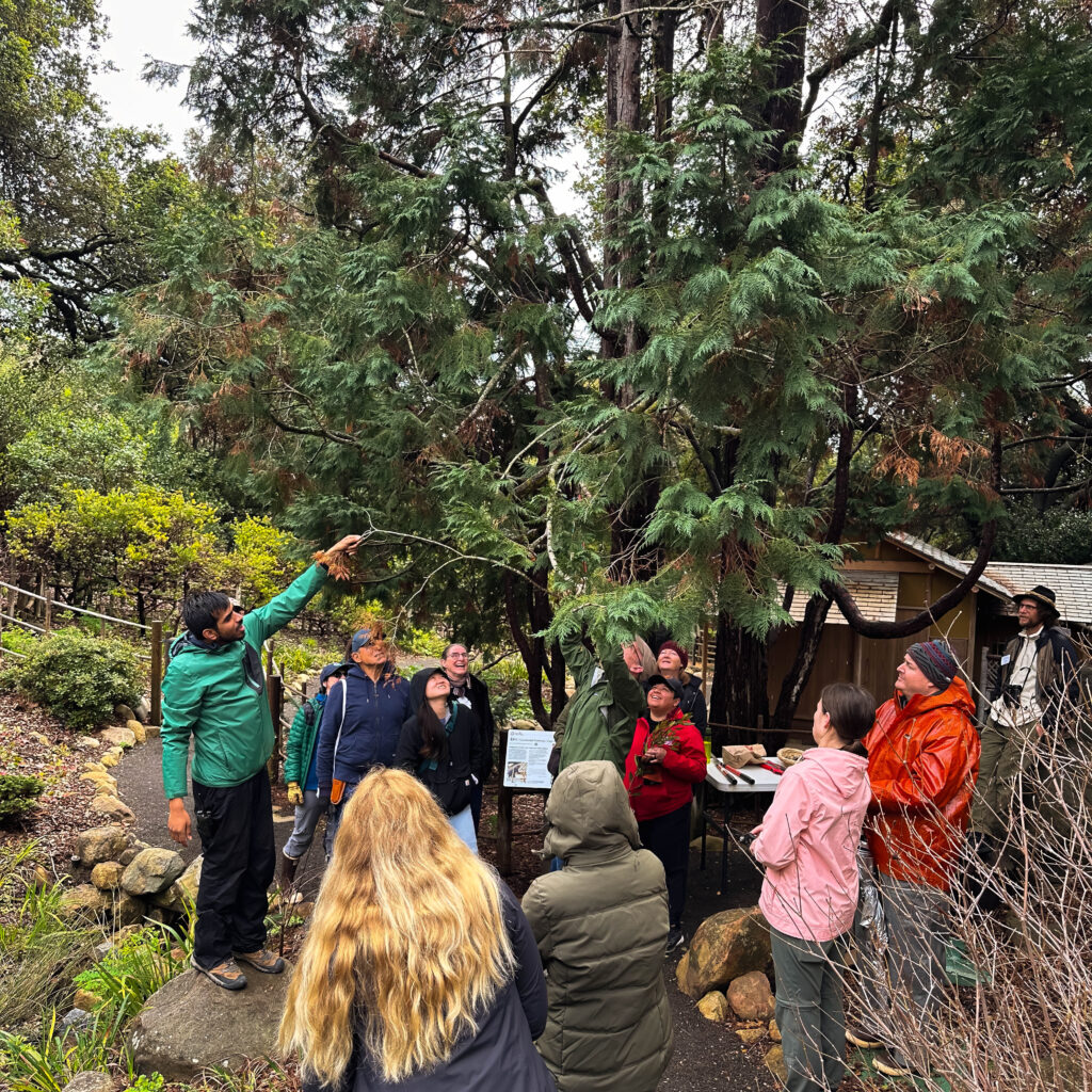 A group of people looking at a pine tree for a class about native plant pruning.