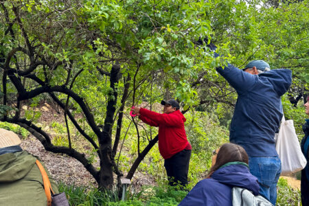 Group of people learning how to prune a tree for the Native Plant Certification Program