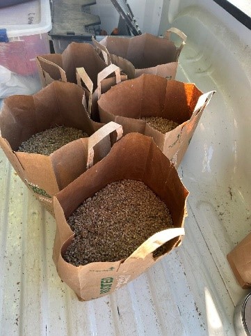 Five paper grocery bags in back of pickup truck filled with burrobrush (Hymenoclea salsola) seed