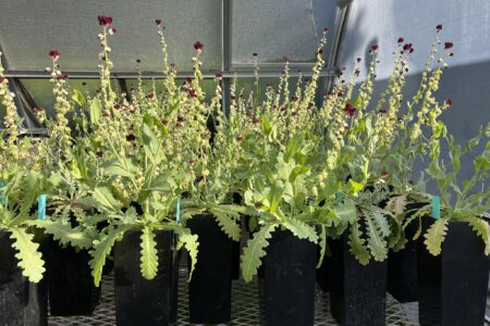 Reddish-purple blooms of the California jewelflower in nursery