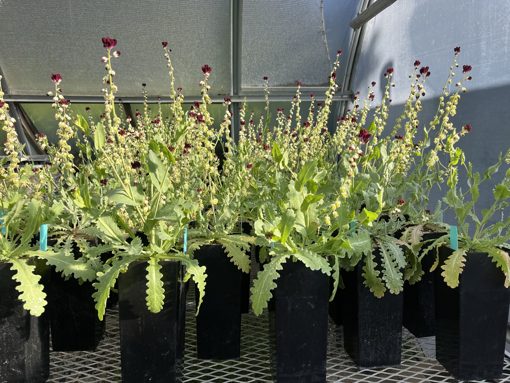 Reddish-purple blooms of the California jewelflower in nursery