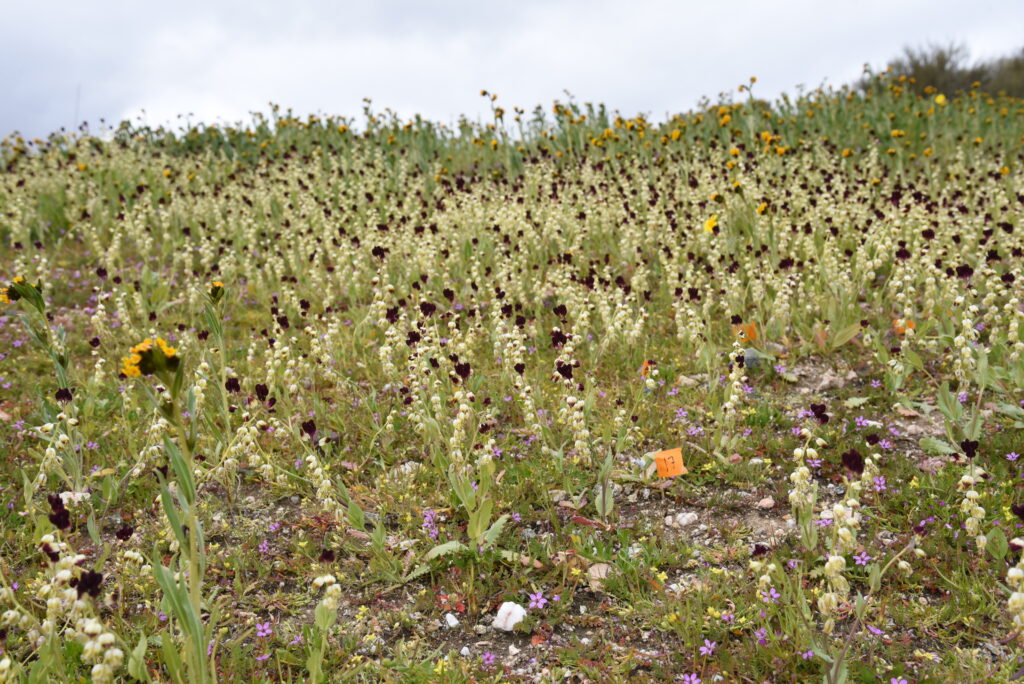 endangered California jewelflower growing at Carrizo Plains National Monument