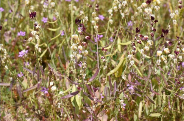 Marron buds and white flowers of the endangered California jewelflower in bloom on Carrizo Plain