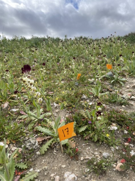 Orange flag with number 17 marking an endangered CA jewelflower on the Carrizo Plain