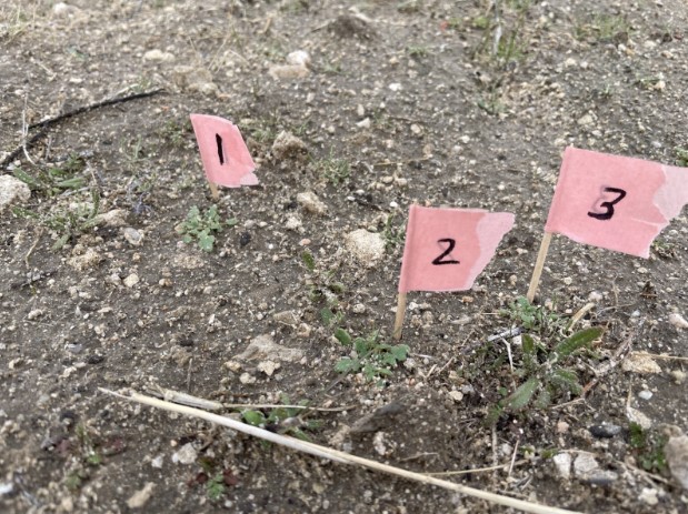 Three pink flags with numbers 1, 2, and 3 marking endangered CA jewelflower seedlings on Carrizo Plain