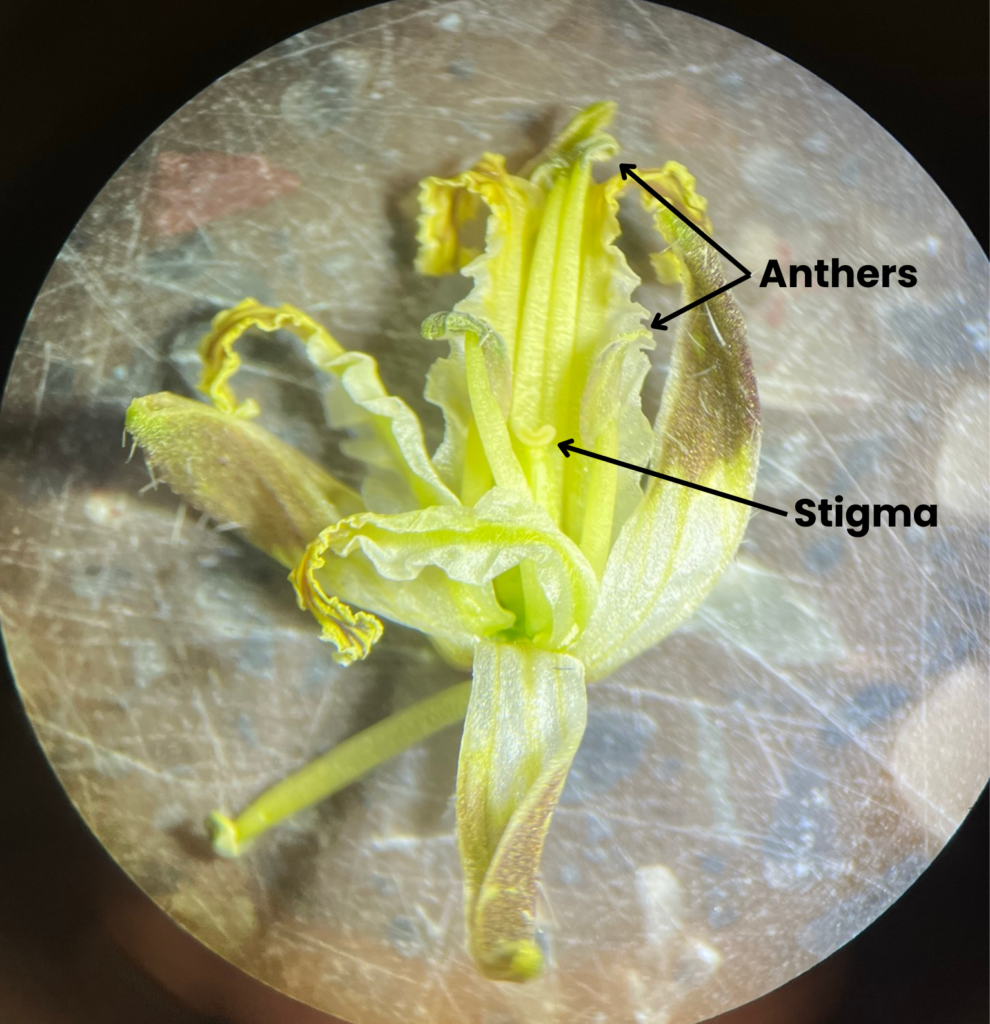 Flower of California jewelflower seen under the microscope with arrows pointing to the anthers and stigma