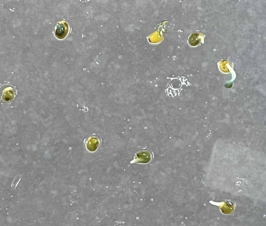 Germinating seeds of California jewelflower (Caulanthus californicus) under microscope