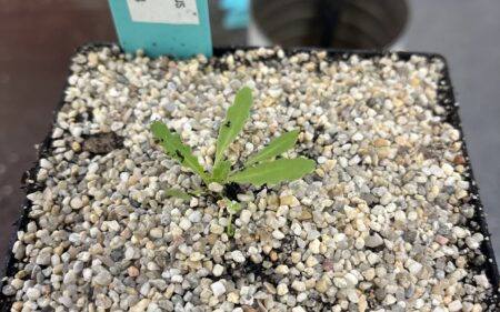 newly transplanted California jewelflower (Caulanthus californicus) sprout with blue nursery tag sticking out of pot