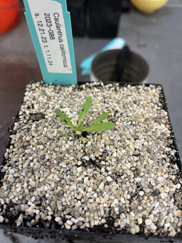 newly transplanted California jewelflower (Caulanthus californicus) sprout with blue nursery tag sticking out of pot