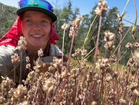 California's dotseed plantain (Plantago erecta) in foreground with Charlotte Grenier in background