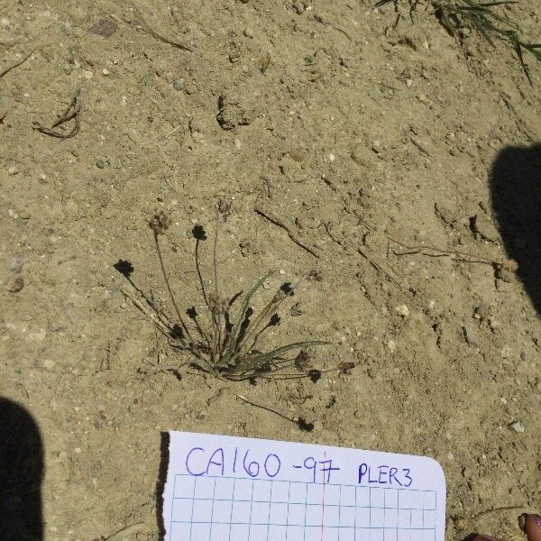 California's desert plantain (Plantago ovata) sprouting from hot sand