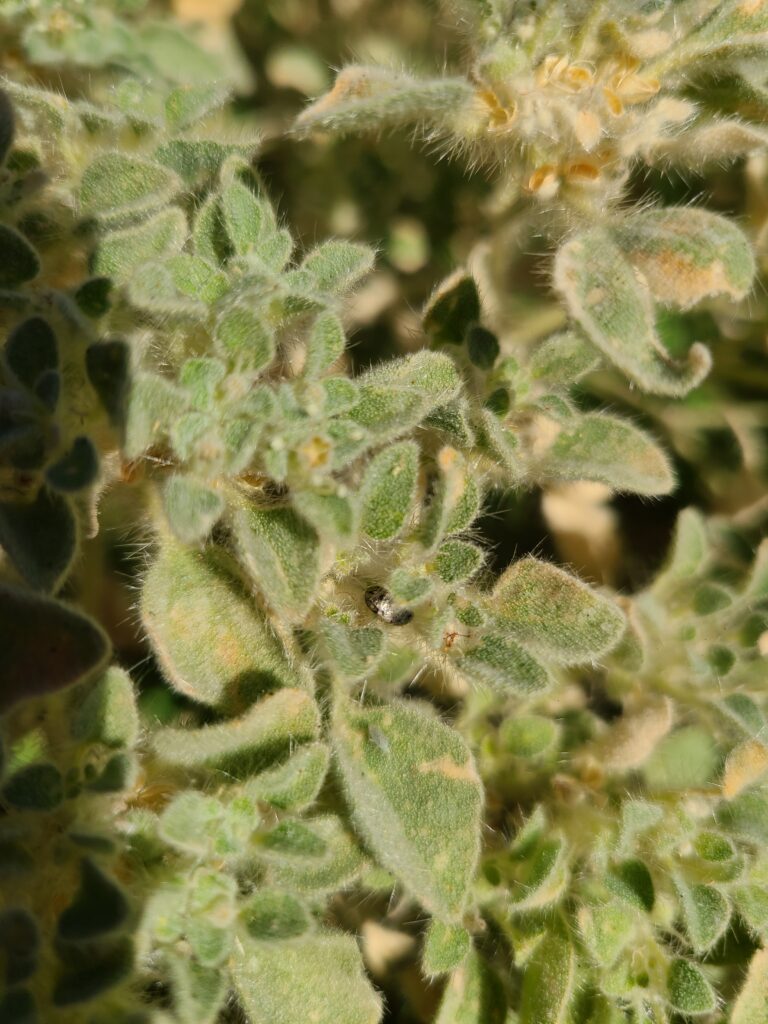 close up picture of doveweed (croton setiger)