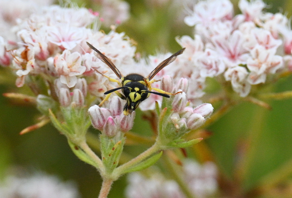 Image of wasp on Buckwheat