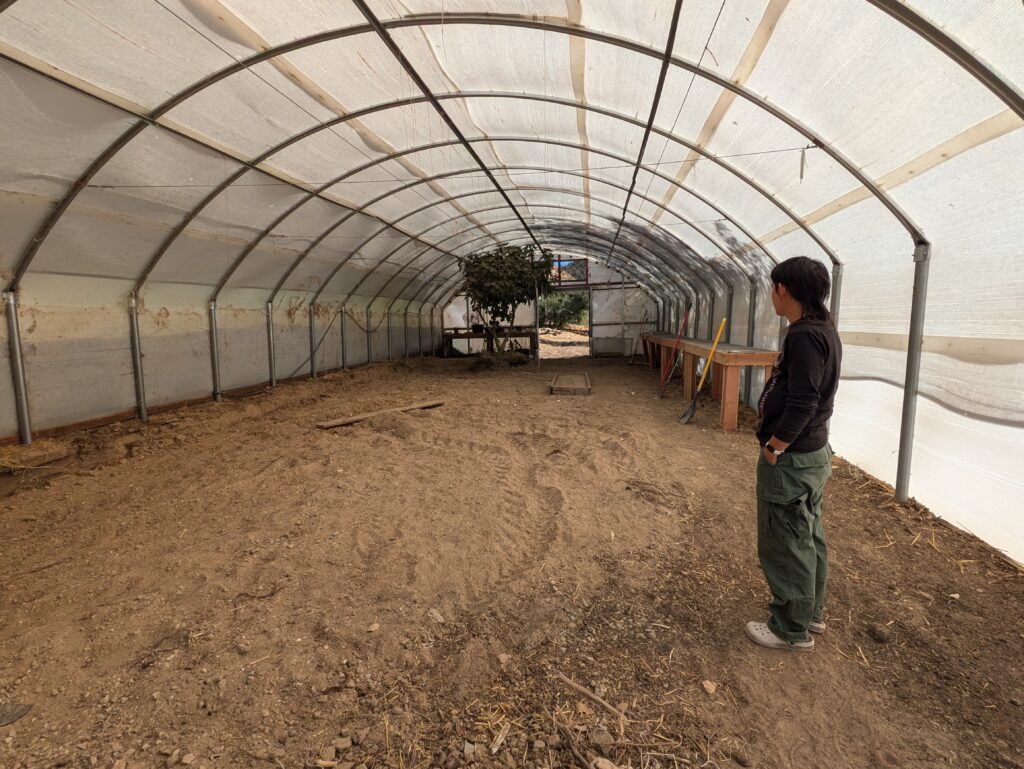 Amy Yuelapwan standing in empty greenhouse prepared for seed propagation