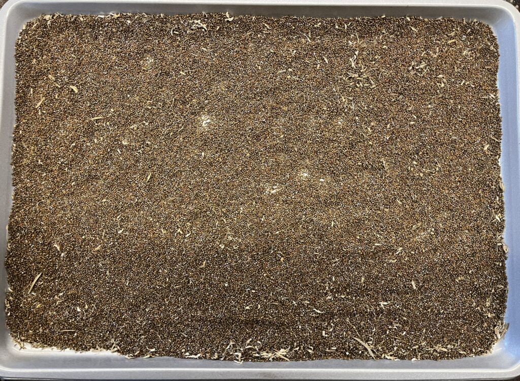 A baking sheet covered with tiny, cleaned california jewelflower seeds after seed bulking project at Santa Barbara Botanic Garden