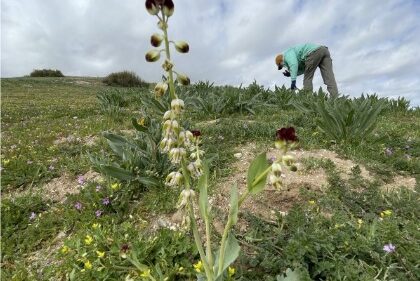 Endangered CA jewelflower on Carrizo Plain in foreground with scientist from SB Botanic Garden in the background