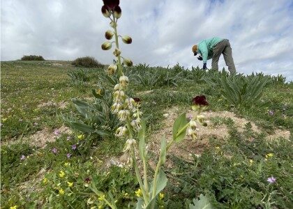 Endangered CA jewelflower on Carrizo Plain in foreground with scientist from SB Botanic Garden in the background