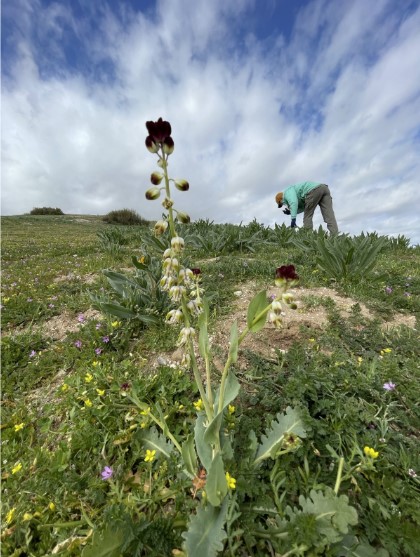 Endangered CA jewelflower on Carrizo Plain in foreground with scientist from SB Botanic Garden in the background