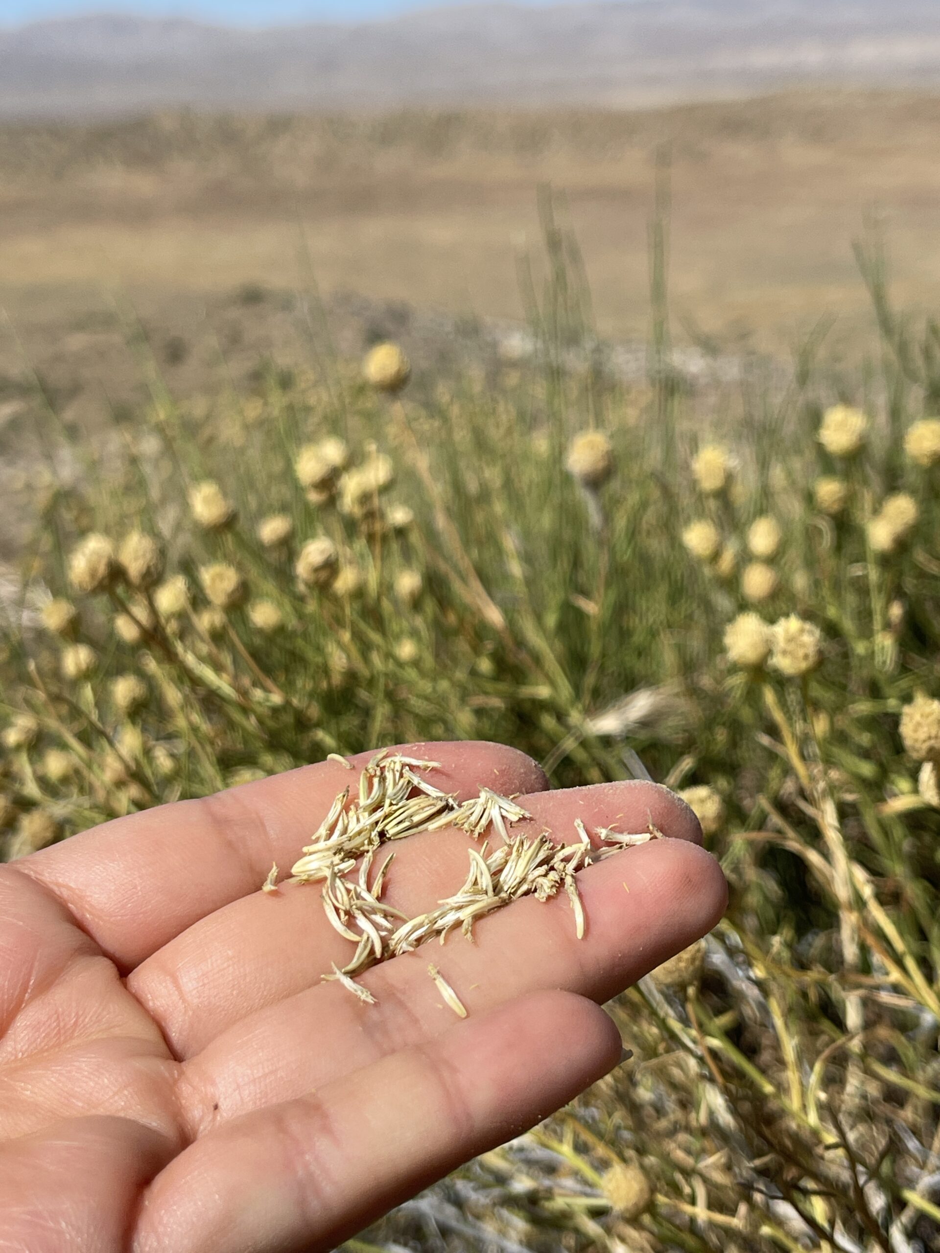 hand holding native plant seeds