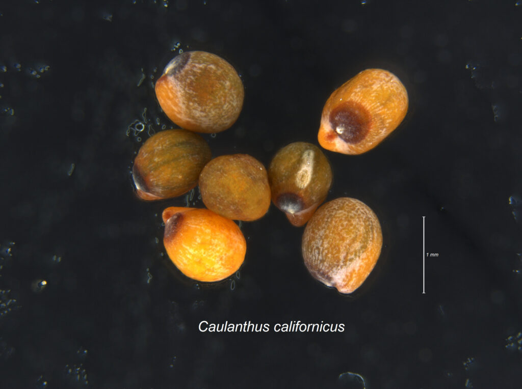 Magnified picture of California Jewelflower (Caulanthus californicus) seed against black background