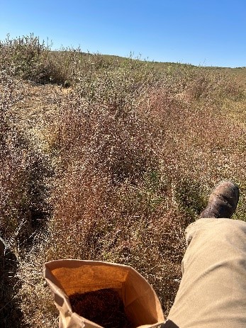 Paper bag in foreground in front of person off the frame with brown fields in background