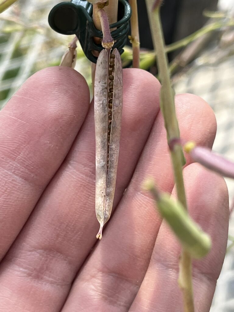 Close up of a ripe California jewelflower fruit partially open held up by hands