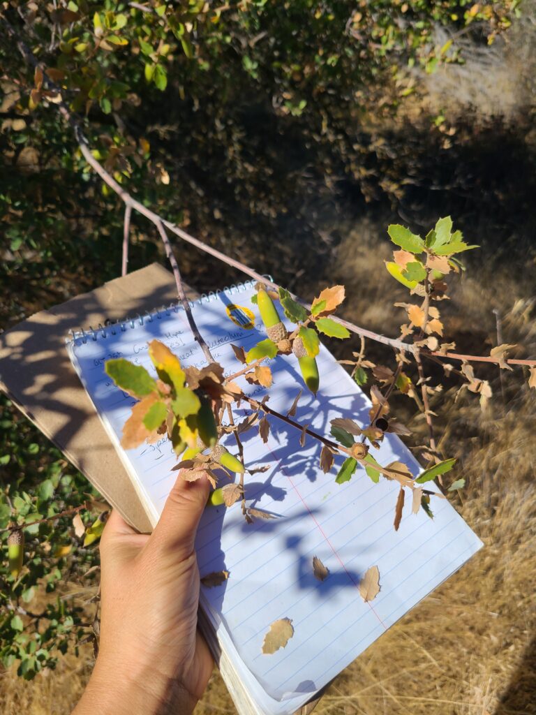 shrub oak (Quercus berberidifolia) held in front of white notebook paper