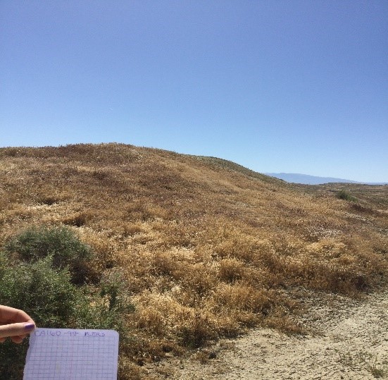 Golden brown hills of Taft, CA during summer months