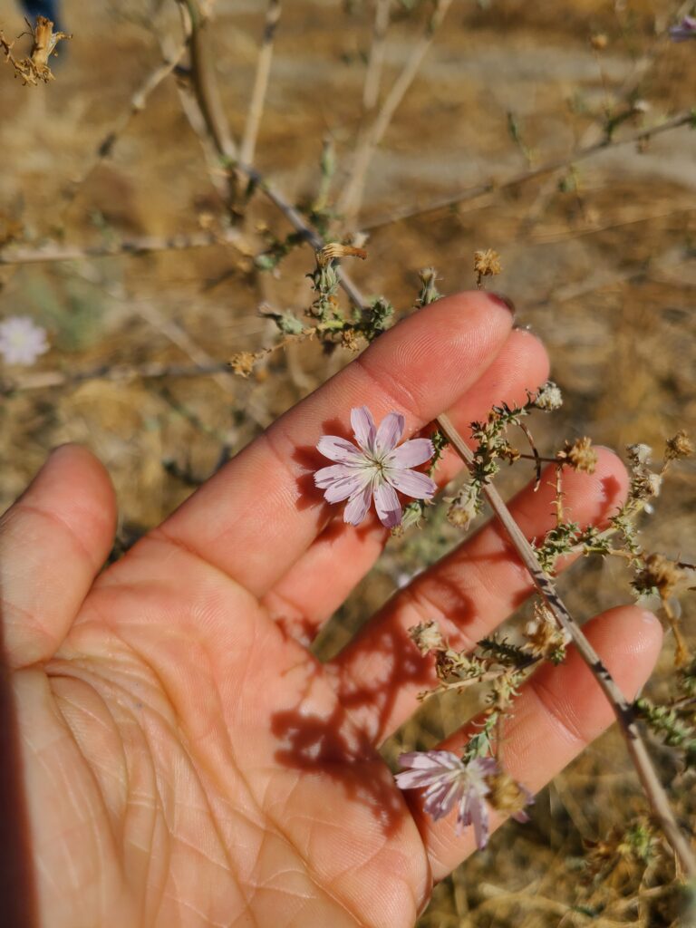 Hand holding California native Parish's wire lettuce (Stephanomeria pauciflora)