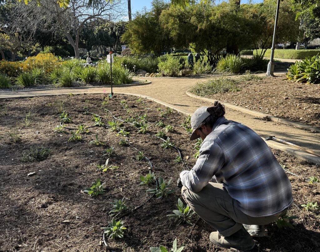 New native plants at Alice Keck Park