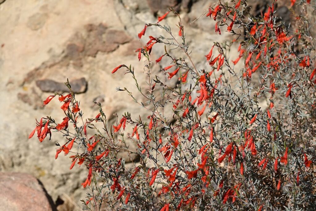 California fuchsia (Epilobium spp.) in full bloom.