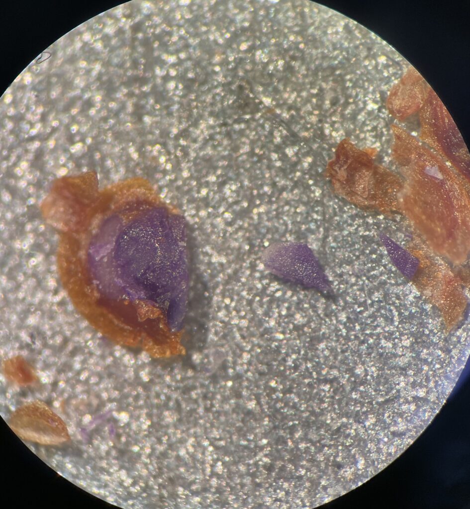 Seeds from the Bodie Hills rockcress (Boechera bodiensis) shows off its beauty under the microscope_ SB Botanic Garden Conservation Symposium