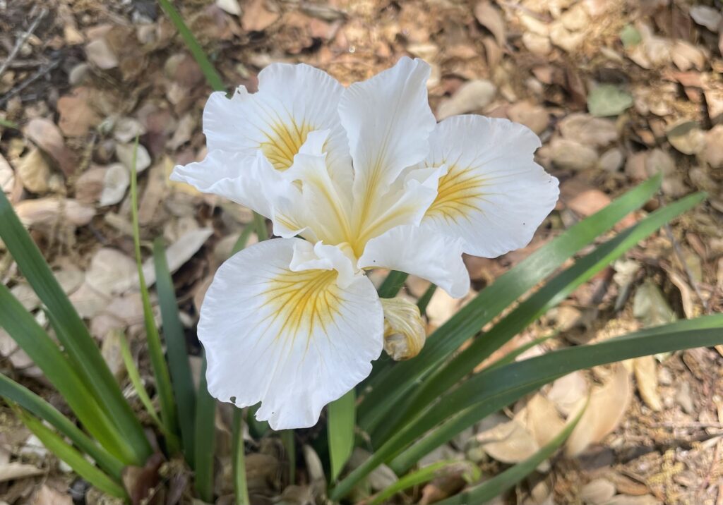 Native irises are an excellent choice for dry shade gardening, brightening the understory of native oaks.