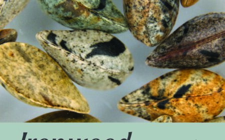 Cover photo of Ironwood, Santa Barbara Botanic Garden magazine, featuring Amsinkcia furcata seeds