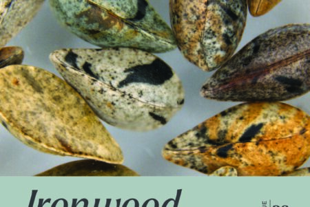 Cover photo of Ironwood, Santa Barbara Botanic Garden magazine, featuring Amsinkcia furcata seeds