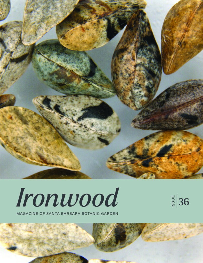 Cover photo of Ironwood, Santa Barbara Botanic Garden magazine, featuring Amsinkcia furcata seeds