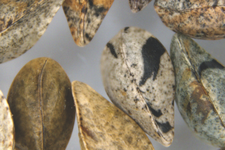 Image of seeds under a microscope to promote the issue 36 of the Gardens Ironwood Magazine