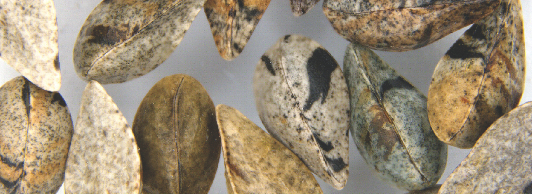 Image of seeds under a microscope to promote the issue 36 of the Gardens Ironwood Magazine