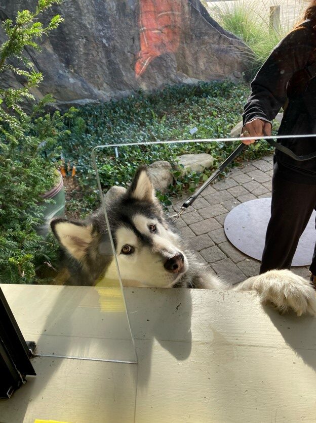 Dog at entrance kiosk at Santa Barbara Botanic Garden